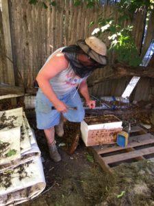 Bees & Bee Hive Boxes NY