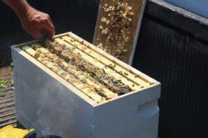 bee nucleus colony for sale