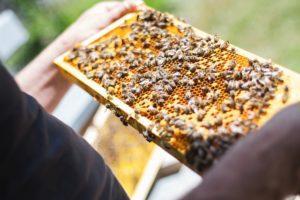 long island beekeeping suplies