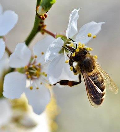 pollination contracts NY